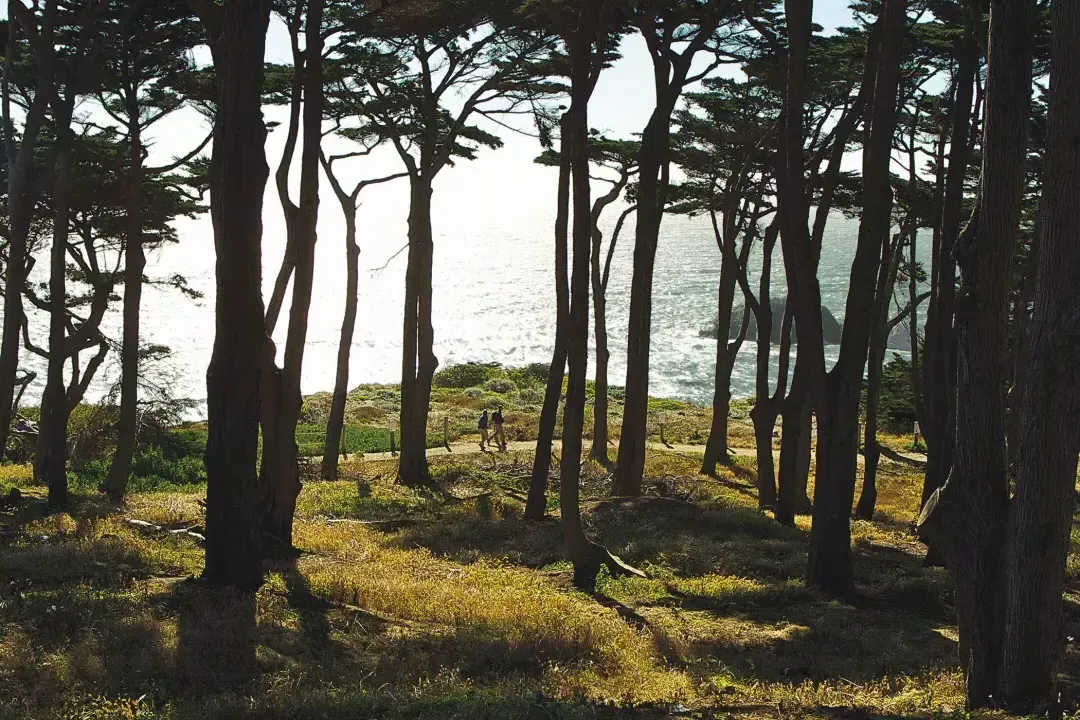 Os caminhantes caminham ao longo de uma seção arborizada da trilha 土地结束, com o Oceano Pacífico ao fundo.